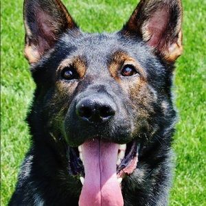 Meet your Posher, Molly